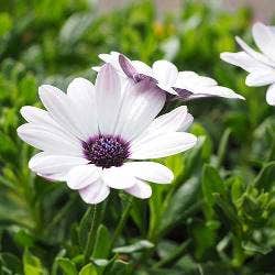 osteospermum - Cape daisy