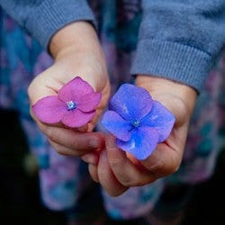 hydrangea as a pH indicator