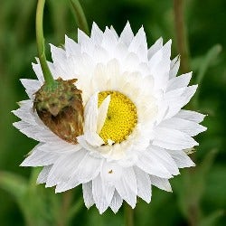 Dried Flowers - White Rhodanthe Bunch (Paper Daisies)