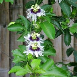 passionflower