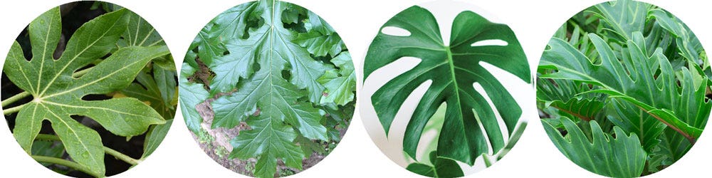 St Patrick's Day Feature Plants St Patrick's Day Feature Plants