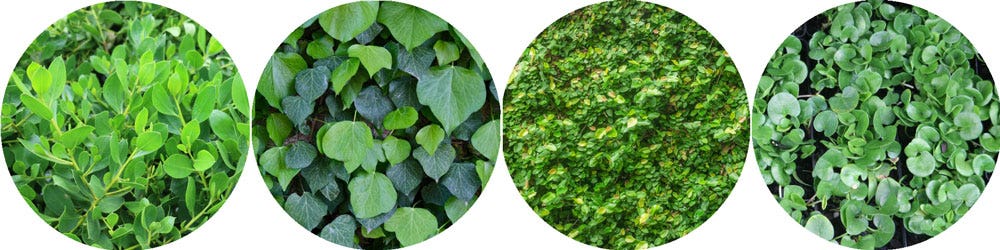 St Patrick's Day Groundcover Plants St Patrick's Day Groundcover Plants