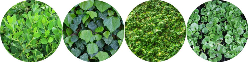 St Patrick's Day Groundcover Plants