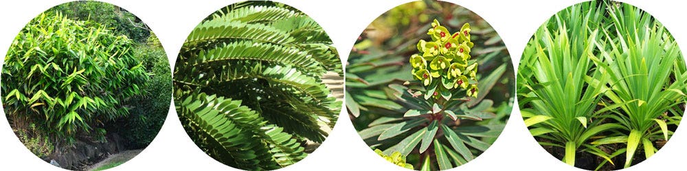 St Patrick's Day Feature Plants St Patrick's Day Feature Plants