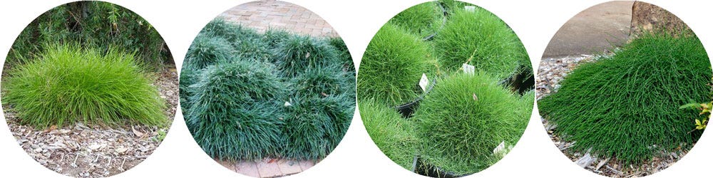 St Patrick's Day Grassy Plants St Patrick's Day Grassy Plants
