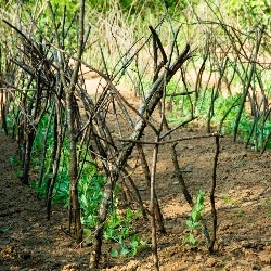 support for growing peas