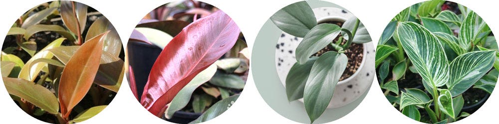 Philodendron - easy-care big impact plants