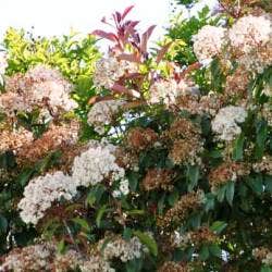 photinia