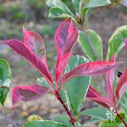 Variegated Photinia Variegated Photinia