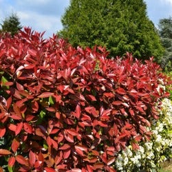 Photinia Red Robin new growth