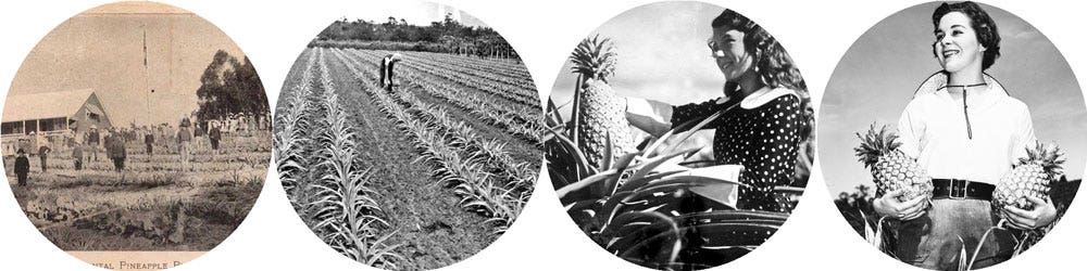 pineapple cultivation history