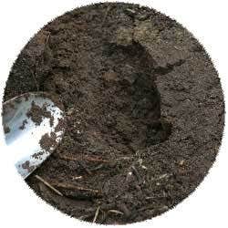 Planting Stemps1 Planting Stemps1