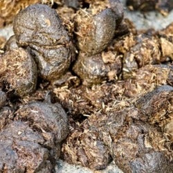 horse manure horse manure