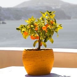 potted citrus