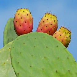 prickly pear