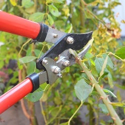 pruning roses