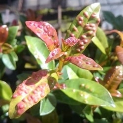 psyllid damage psyllid damage