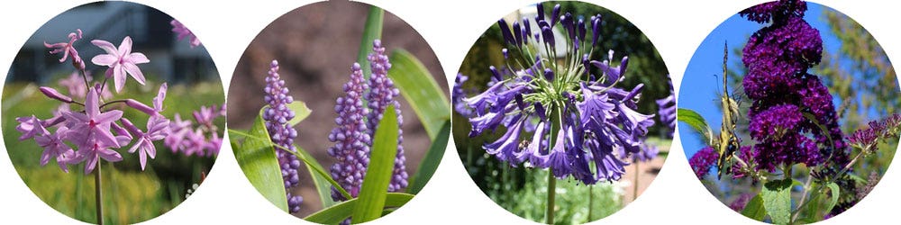 Purple Flowers