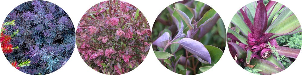 Purple Strip Foliage