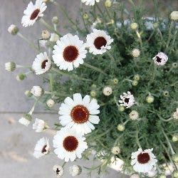 Rhodanthemum - Moroccan daisy