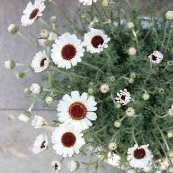 Rhodanthemum - Moroccan daisy