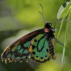 richmond-birdwing-butterfly