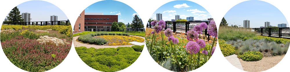 green roof