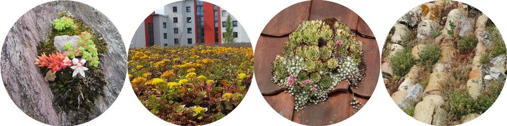 green roof