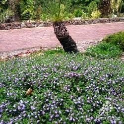 maternity plants for butterflies