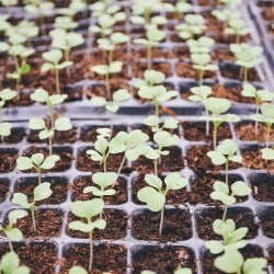 seedlings