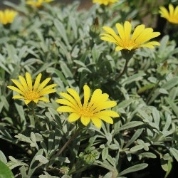 silver leaf gazania