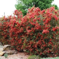 SLIM™ Callistemon is a great hedge for tight planting areas