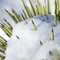 snow on cactus