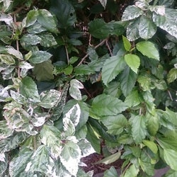 Variegated Hibiscus Snowflake Variegated Hibiscus reverting