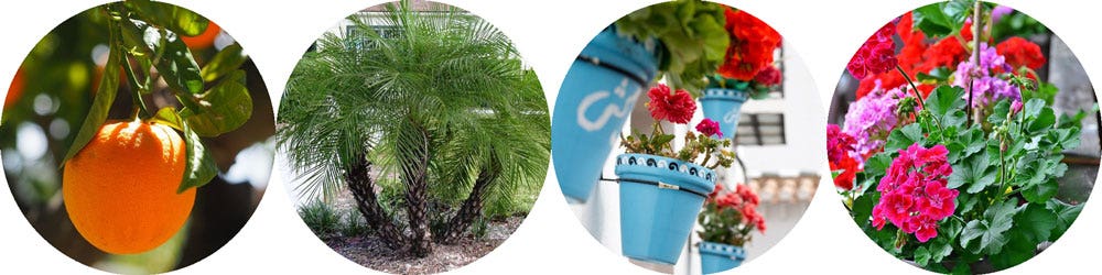 plants for the Spanish look plants for the Spanish look