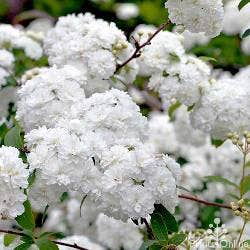 may bush May bush
