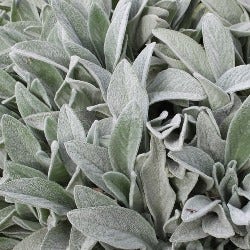 the woolly leaves of Stachys lanata