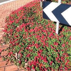 the ground-hugging habit of Acalypha reptans Stephie