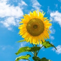 the sun-like flower of Helianthus