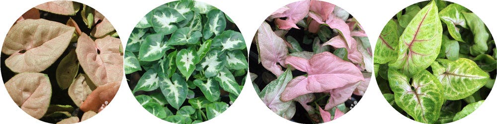 Syngonium - heart-shaped colour and pattern