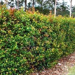 lilly pilly hedging lilly pilly hedging