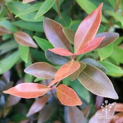 hemilampra new leaf colour