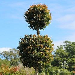 topiary lilly pilly