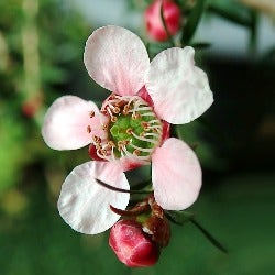 tea tree nectar makes delicious honey