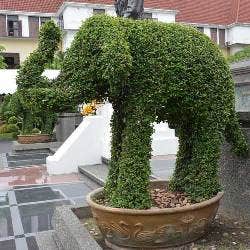 topiary elephant topiary elephant