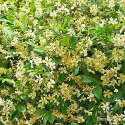 yellow star jasmine