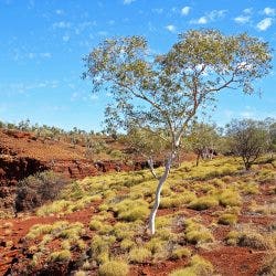 Tree Outback Tree Outback