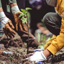 plant a tree