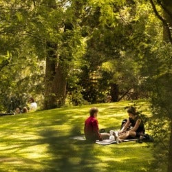Tree Shade Tree Shade