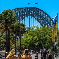 Tree Sydney Tree Sydney